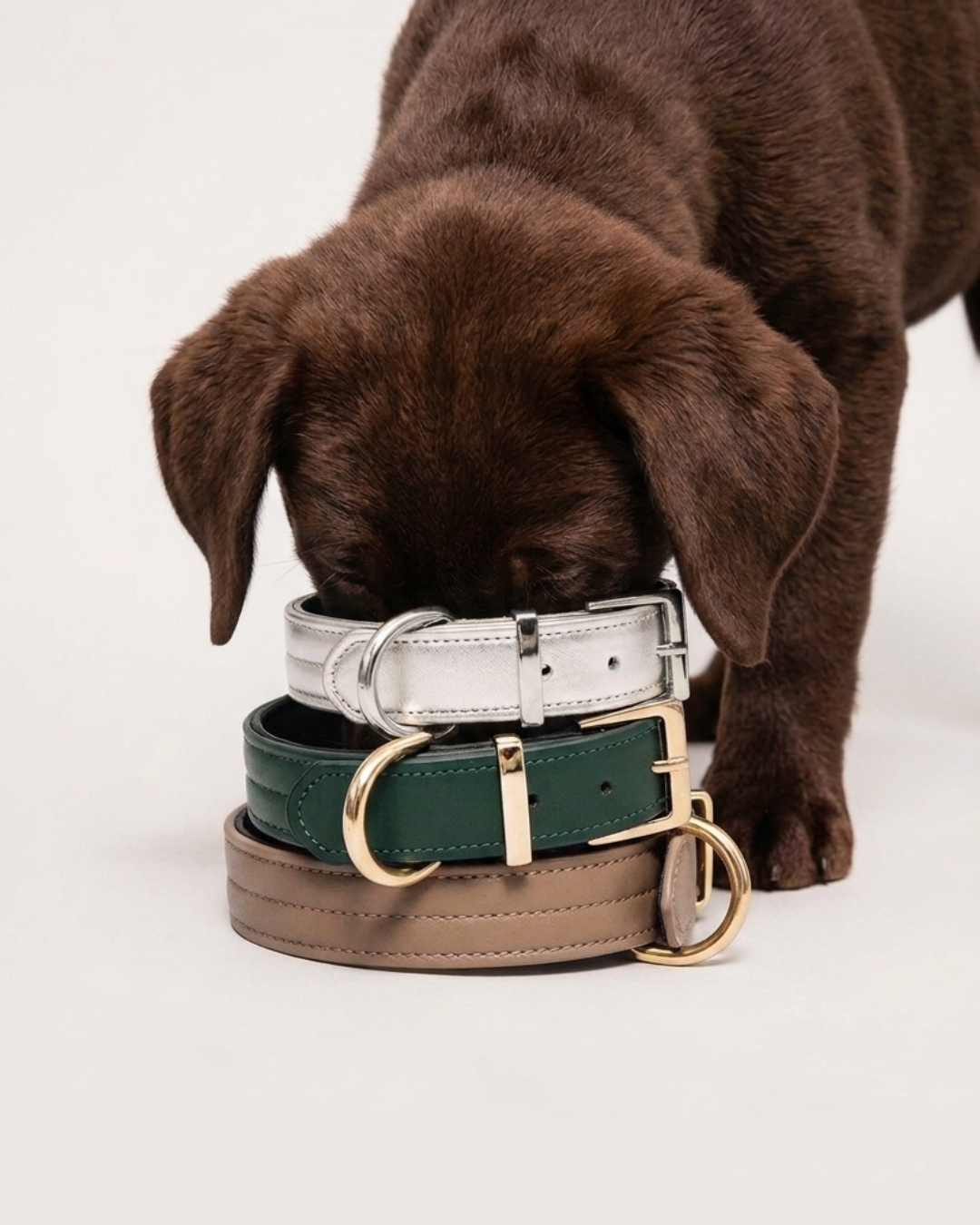 5 raisons de choisir des accessoires éco-responsables pour votre chien