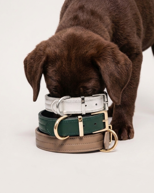 5 raisons de choisir des accessoires éco-responsables pour votre chien