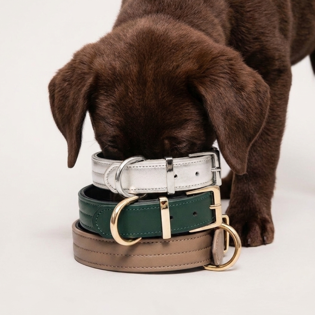 COLLAR CHURCHILL.